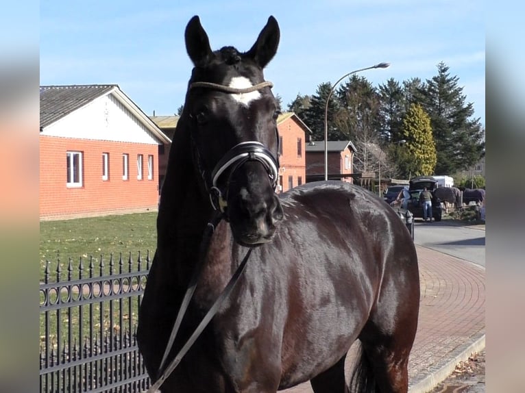 Hanoverian Gelding 6 years 16,3 hh Black in Linau