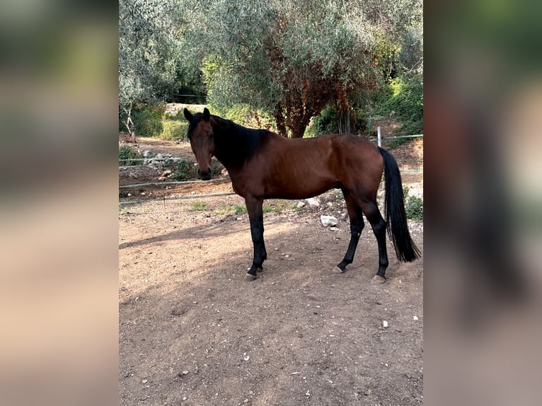 Hanoverian Gelding 6 years 16,3 hh Brown in Levens