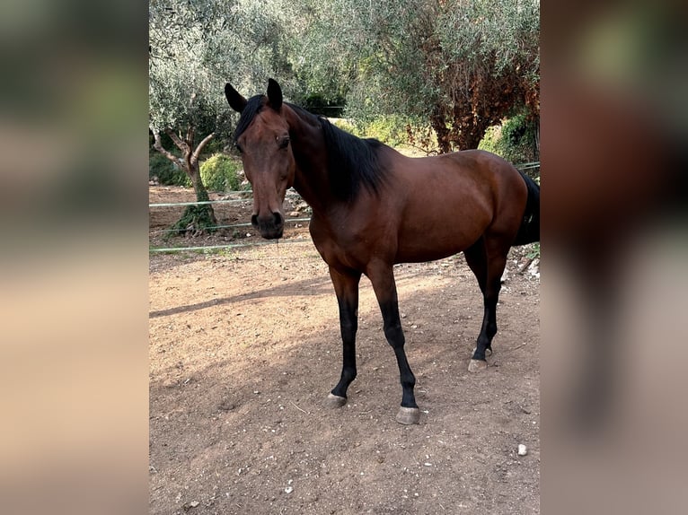 Hanoverian Gelding 6 years 16,3 hh Brown in Levens