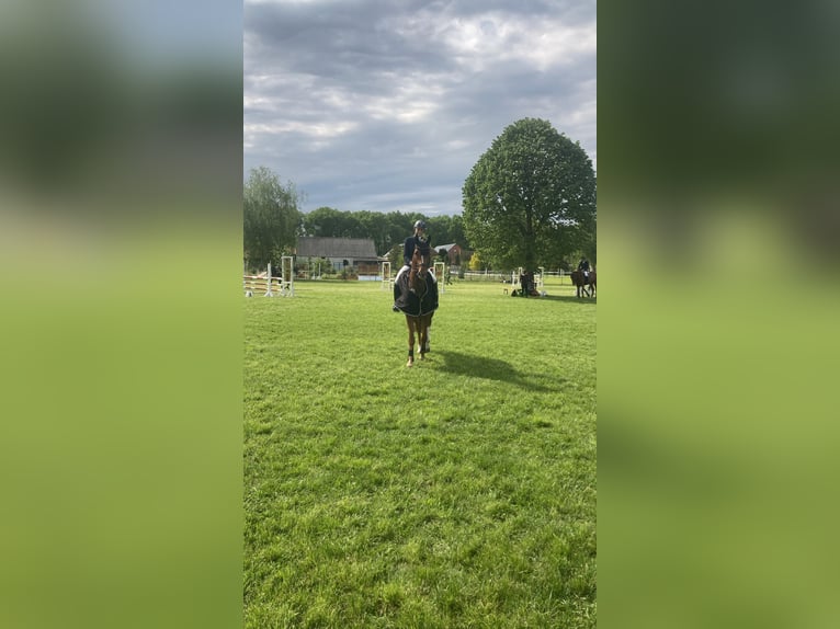 Hanoverian Gelding 6 years 16,3 hh Chestnut-Red in T&#xFC;lau