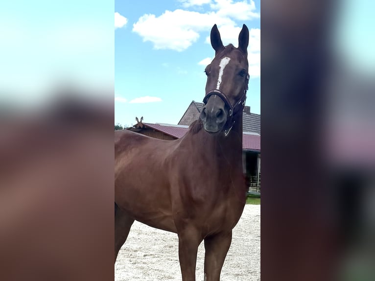 Hanoverian Gelding 6 years 16,3 hh Chestnut-Red in T&#xFC;lau