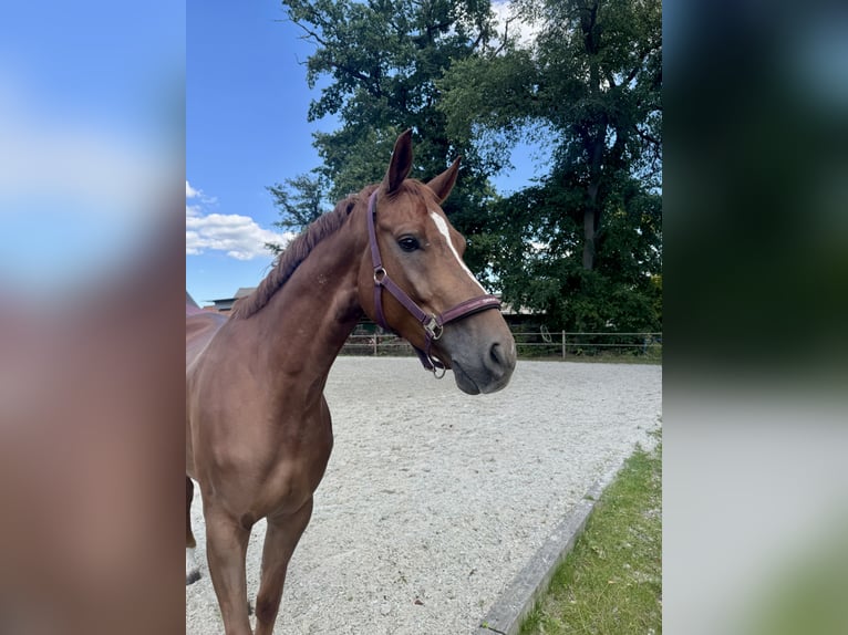 Hanoverian Gelding 6 years 16,3 hh Chestnut-Red in T&#xFC;lau