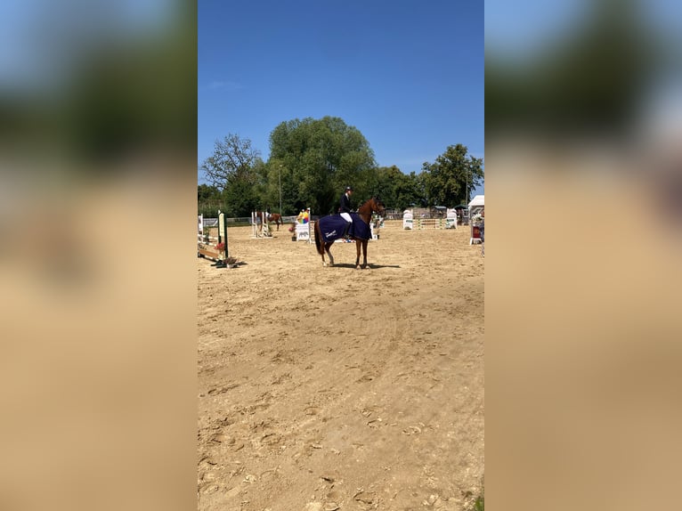 Hanoverian Gelding 6 years 16,3 hh Chestnut-Red in T&#xFC;lau