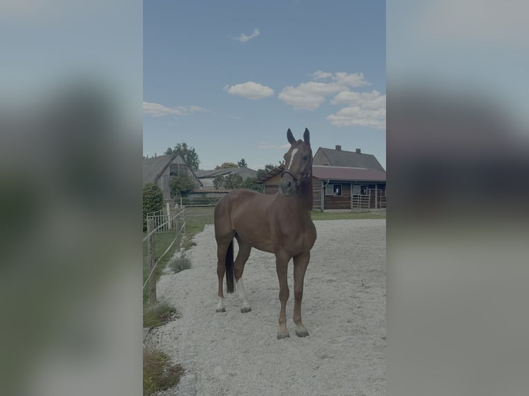 Hanoverian Gelding 6 years 16,3 hh Chestnut-Red in T&#xFC;lau