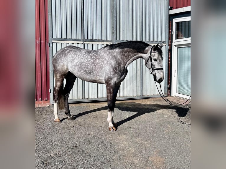 Hanoverian Gelding 6 years 16,3 hh Gray in Siedenburg