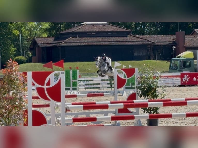 Hanoverian Gelding 6 years 16,3 hh Gray in Siedenburg