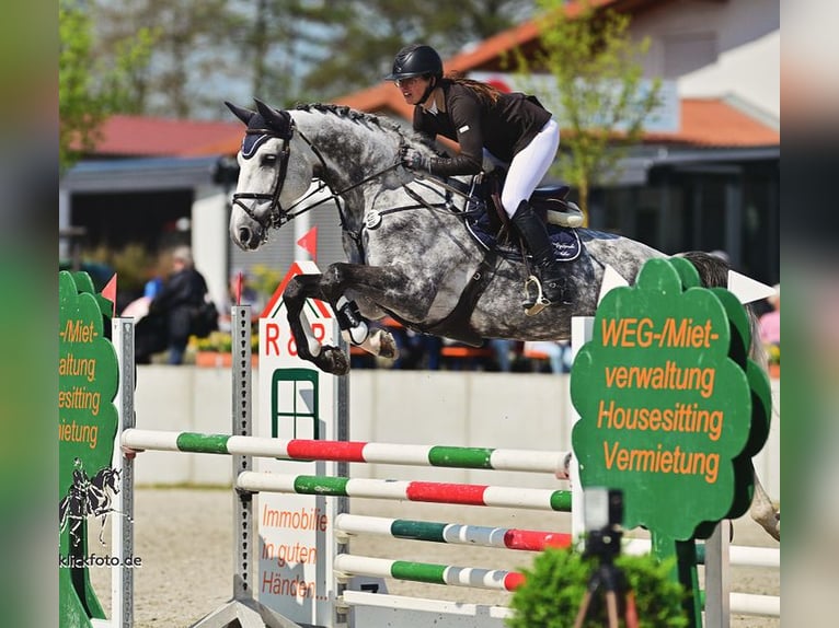 Hanoverian Gelding 6 years 16,3 hh in Simmershofen