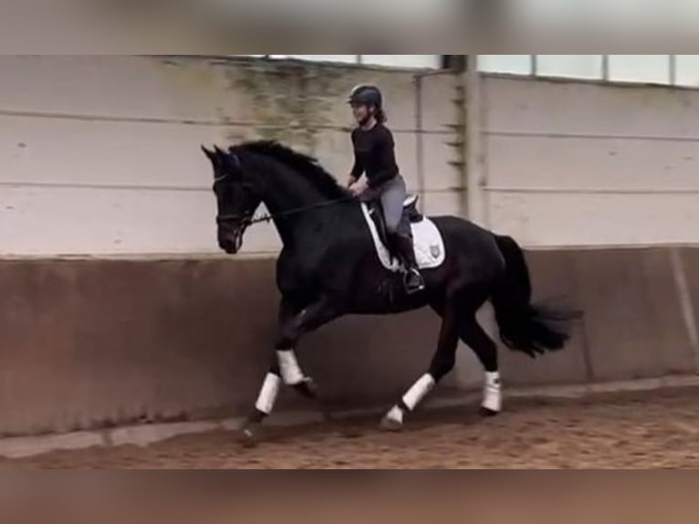 Hanoverian Gelding 6 years 17,1 hh Bay-Dark in Braunschweig