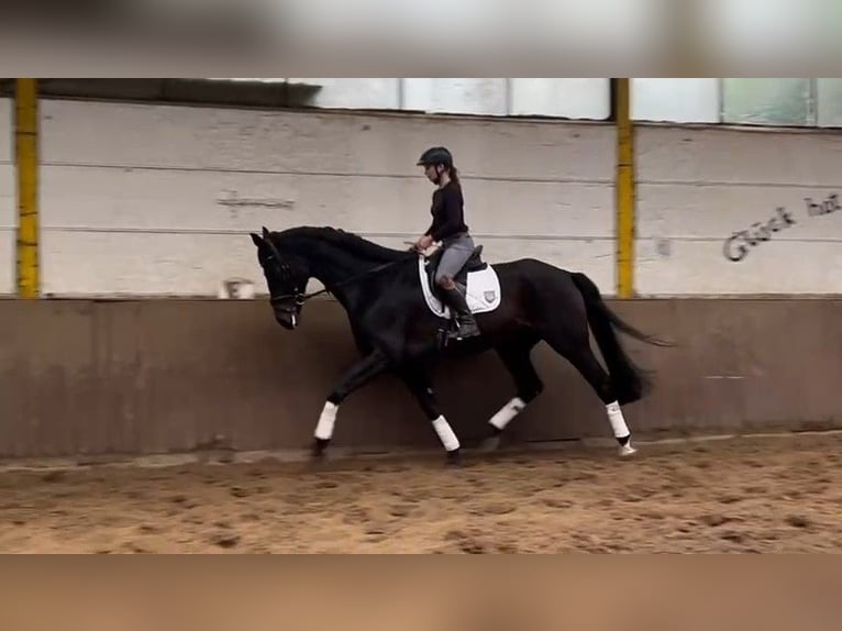 Hanoverian Gelding 6 years 17,1 hh Bay-Dark in Braunschweig