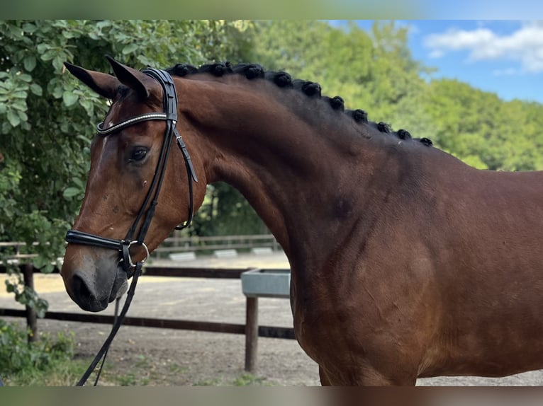 Hanoverian Gelding 6 years 17,1 hh Brown in Verden (Aller)