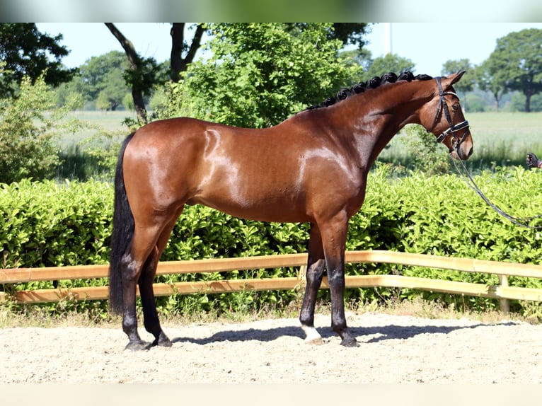 Hanoverian Gelding 6 years 17.1 hh Brown in Reeßum
