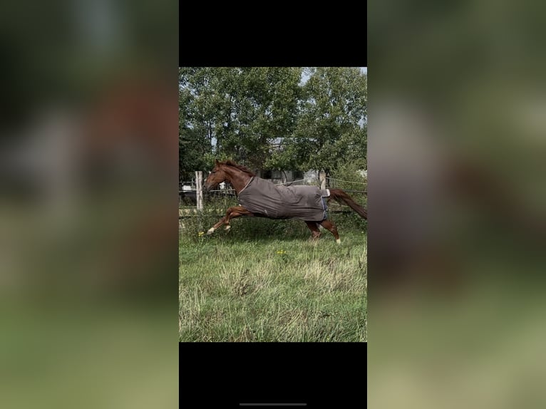 Hanoverian Gelding 6 years 17.1 hh Chestnut-Red in Hagen im Bremischen