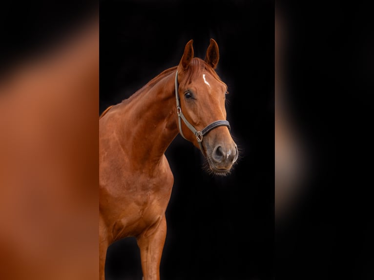 Hanoverian Gelding 6 years 17.1 hh Chestnut-Red in Hagen im Bremischen
