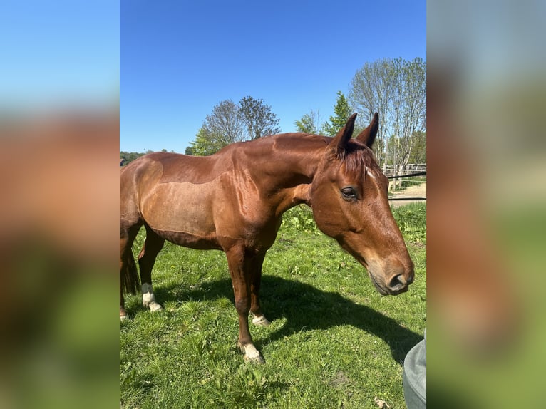Hanoverian Gelding 6 years 17.1 hh Chestnut-Red in Hagen im Bremischen