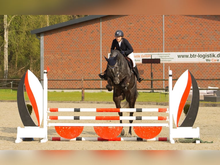 Hanoverian Gelding 6 years 17,1 hh Gray in Stadthagen