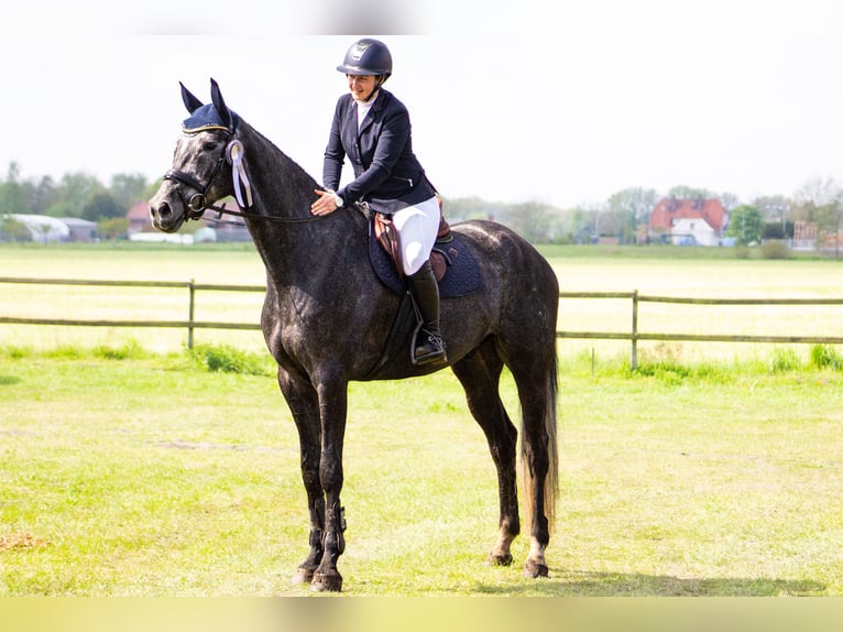 Hanoverian Gelding 6 years 17,1 hh Gray in Stadthagen