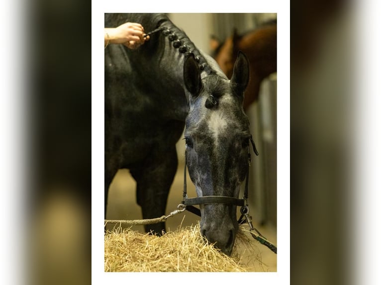 Hanoverian Gelding 6 years 17,1 hh Gray in Stadthagen