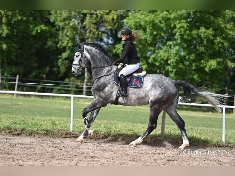 Hanoverian Gelding 6 years 17.1 hh Grey-Dark-Tan in Bösleben Wüllersleben