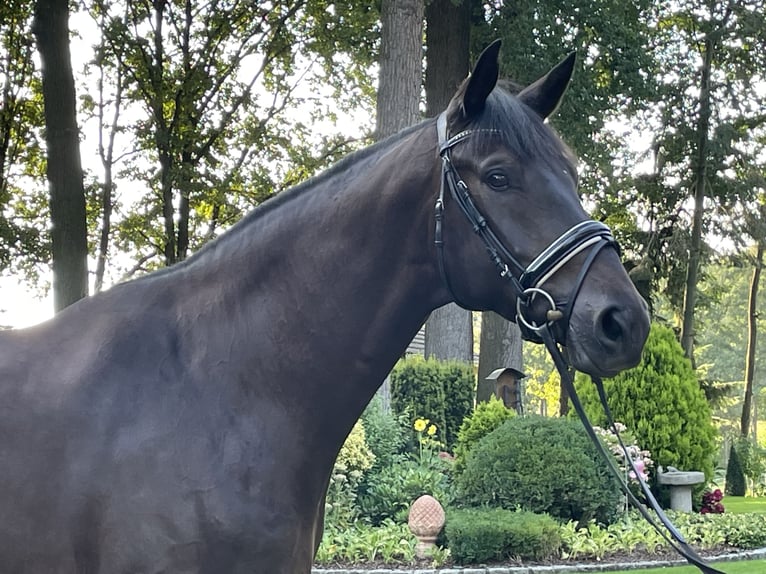 Hanoverian Gelding 6 years 17,1 hh Smoky-Black in Milte Warendorf