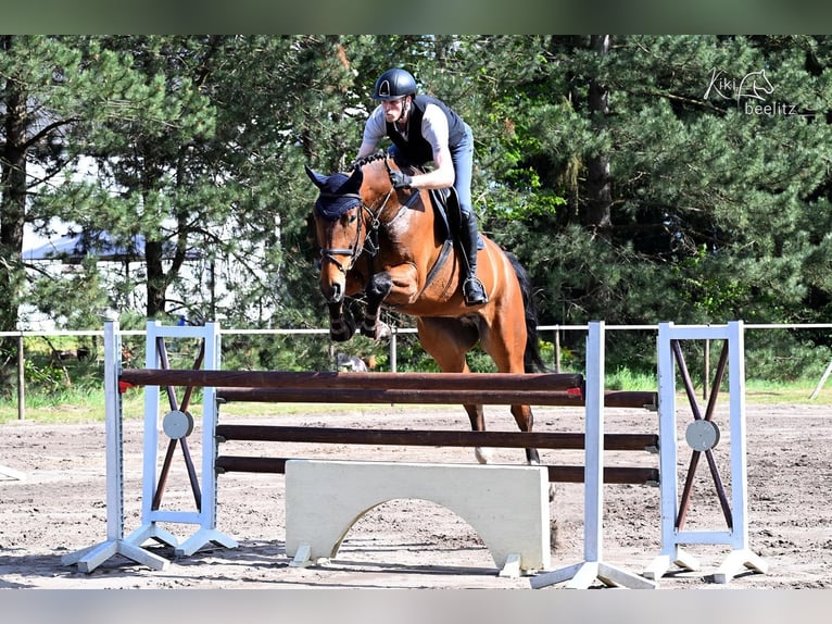 Hanoverian Gelding 6 years 17.2 hh Brown in Bremen