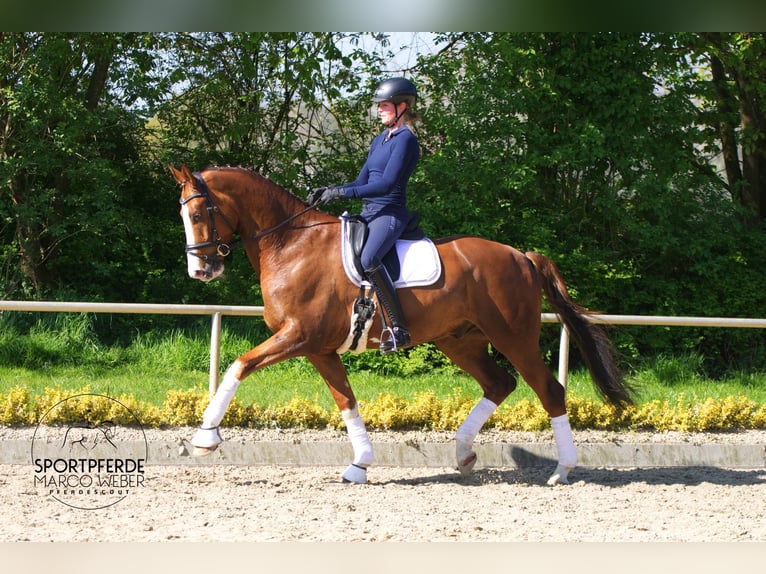 Hanoverian Gelding 6 years 17.2 hh Chestnut in Versmold