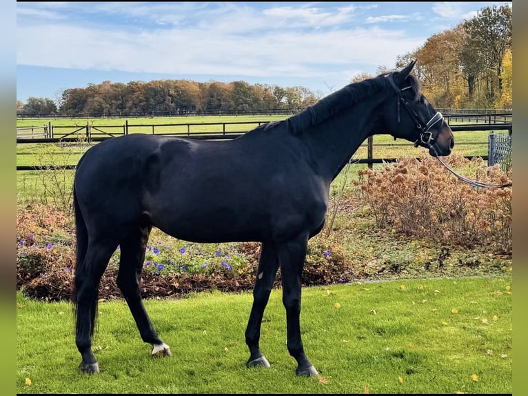 Hanoverian Gelding 6 years 17 hh Bay-Dark in Ahaus