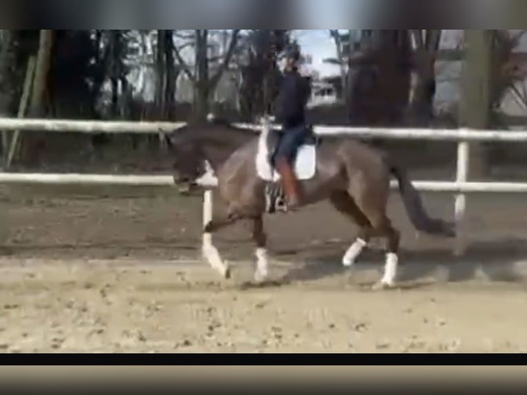 Hanoverian Gelding 6 years 17 hh Bay-Dark in Hamm