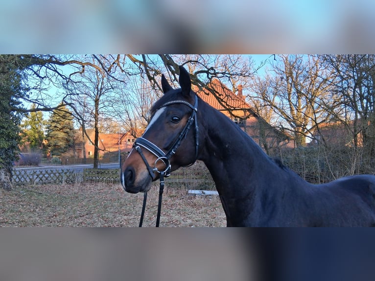 Hanoverian Gelding 6 years 17 hh Bay-Dark in Nordhorn