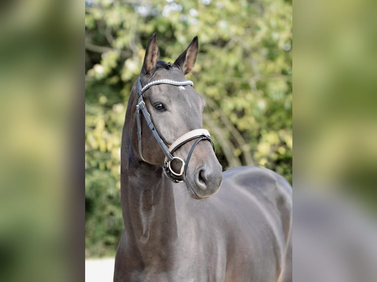 Hanoverian Gelding 6 years 17 hh Bay-Dark in Solingen