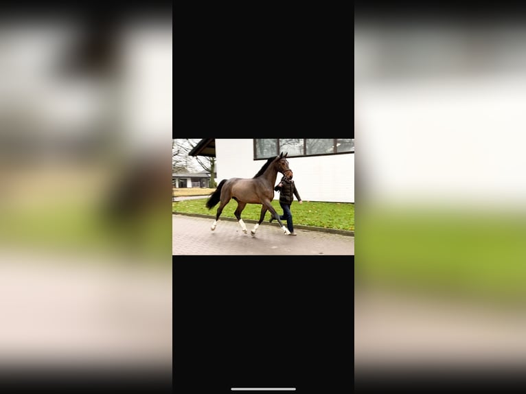 Hanoverian Gelding 6 years 17 hh Bay-Dark in Bruchk&#xF6;bel