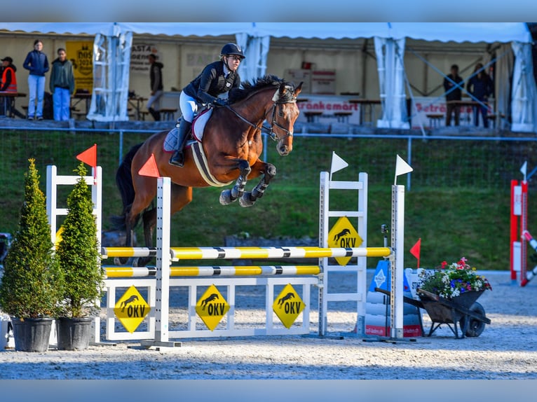 Hanoverian Gelding 6 years 17 hh Bay-Dark in Meilen