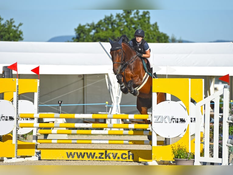 Hanoverian Gelding 6 years 17 hh Bay-Dark in Meilen