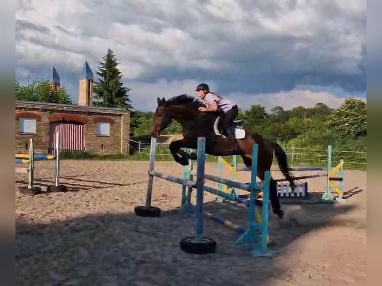 Hanoverian Mix Gelding 6 years 17 hh Bay in Kaunas