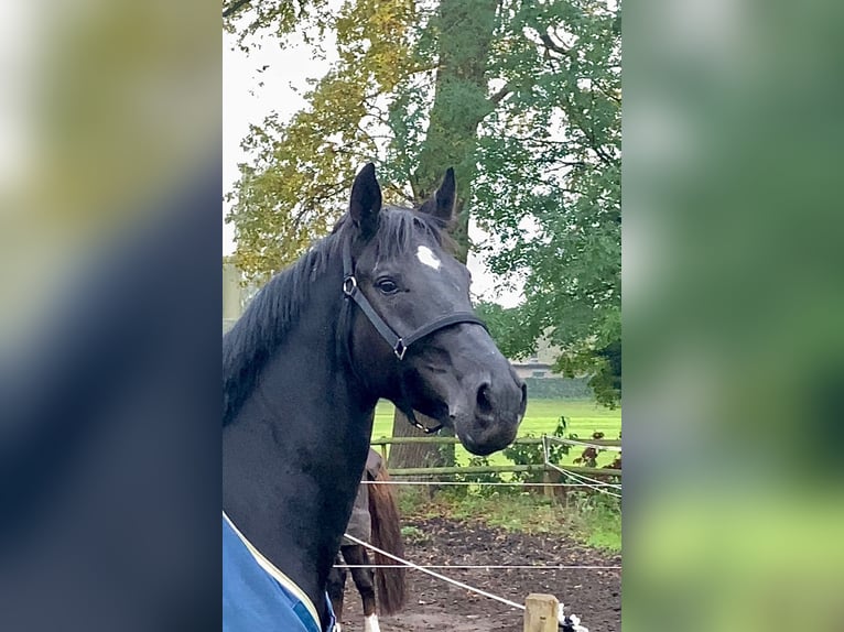 Hanoverian Gelding 6 years 17 hh Black in Essen