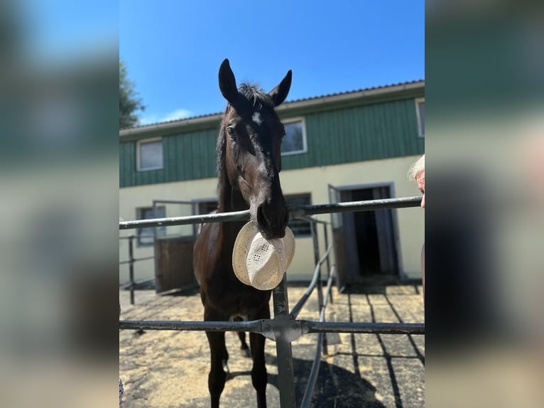 Hanoverian Gelding 6 years 17 hh Black in Essen