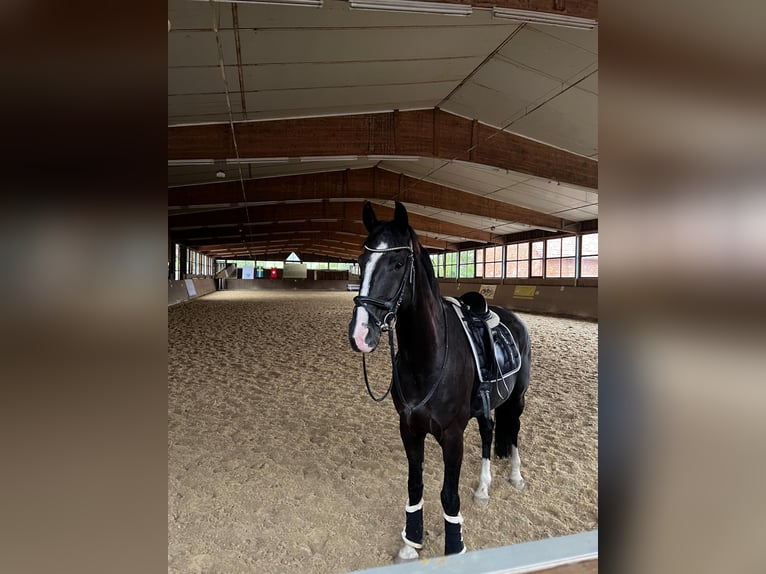 Hanoverian Gelding 6 years 17 hh Black in Holle