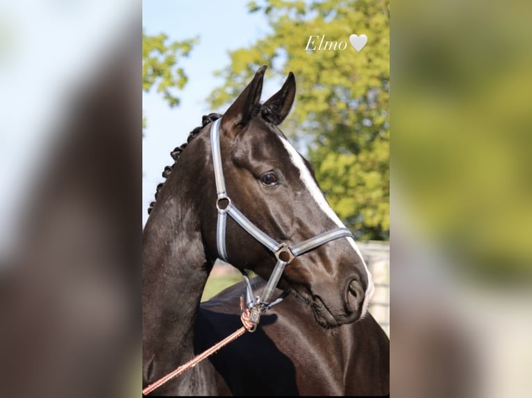 Hanoverian Gelding 6 years 17 hh Black in Holle