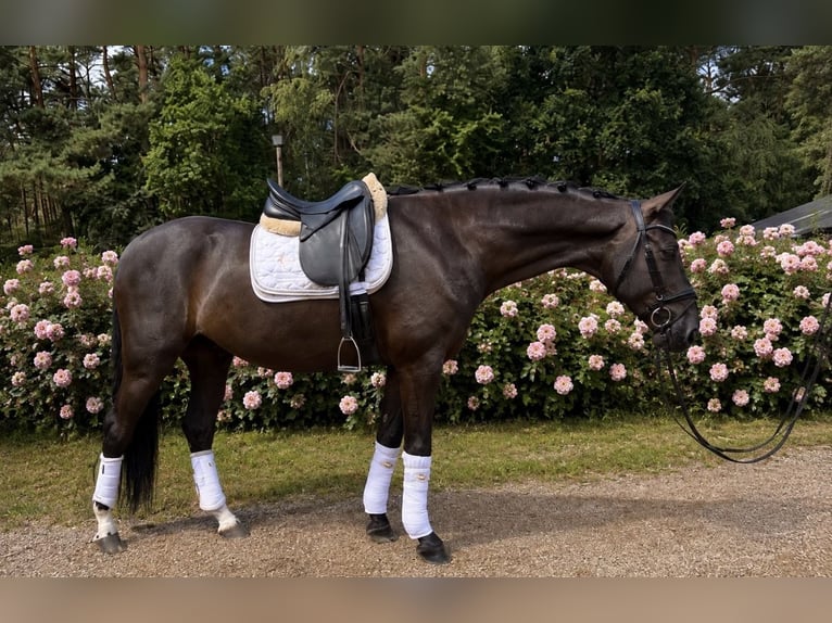 Hanoverian Gelding 6 years 17 hh Black in Wentorf bei Hamburg