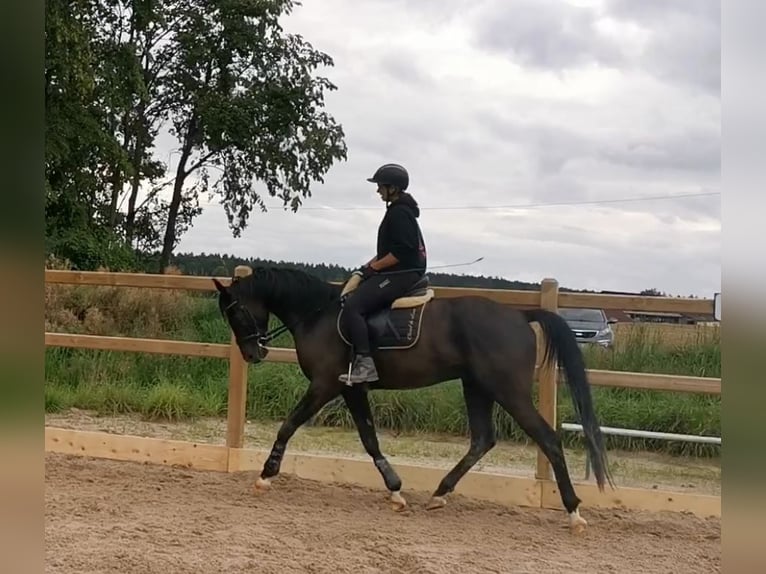 Hanoverian Gelding 6 years 17 hh Black in Horb am Neckar