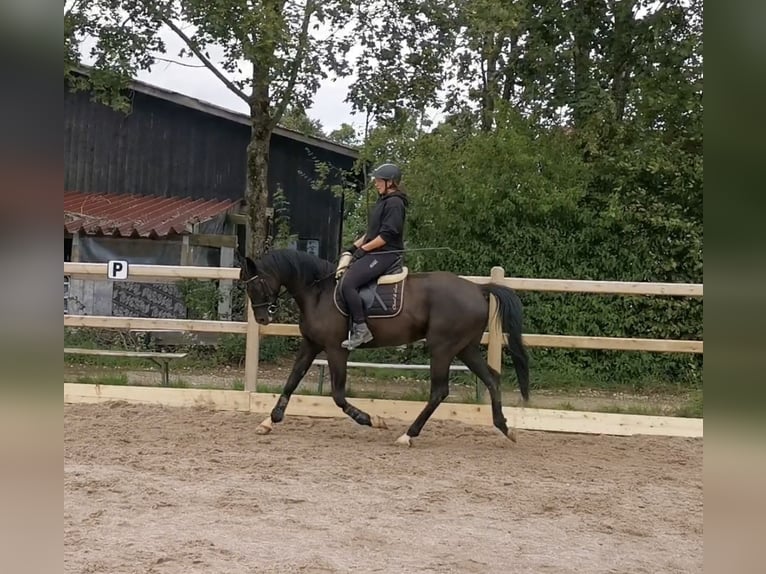 Hanoverian Gelding 6 years 17 hh Black in Horb am Neckar