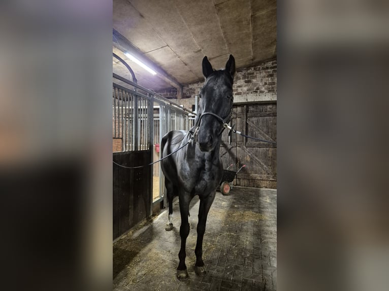 Hanoverian Gelding 6 years 17 hh Black in Geestland