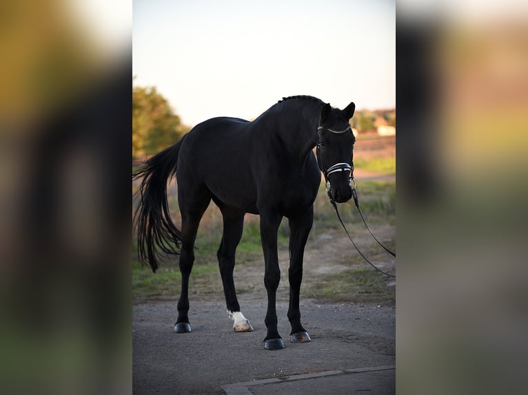 Hanoverian Gelding 6 years 17 hh Black in Békésszentandrás