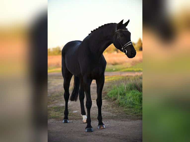 Hanoverian Gelding 6 years 17 hh Black in Békésszentandrás