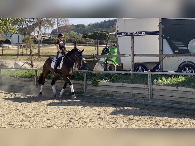 Hanoverian Gelding 6 years 17 hh Brown in Bad Dürrheim