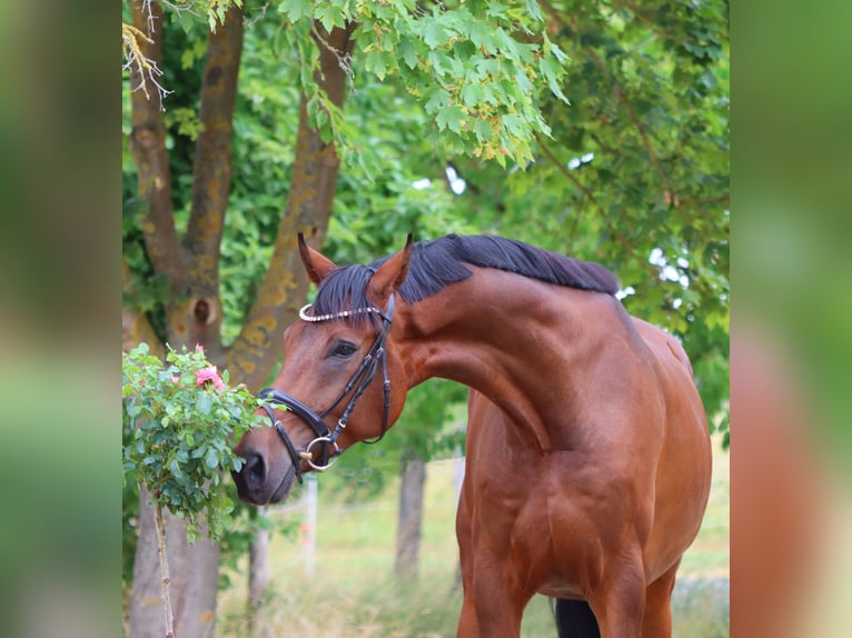 Hanoverian Gelding 6 years 17 hh Brown in B&#xF6;rrstadt