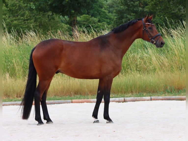 Hanoverian Gelding 6 years 17 hh Brown in B&#xF6;rrstadt