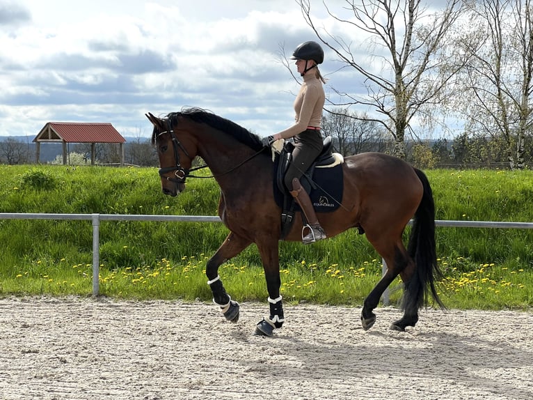 Hanoverian Gelding 6 years 17 hh Brown in B&#xF6;rrstadt