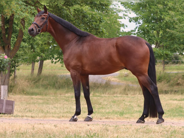 Hanoverian Gelding 6 years 17 hh Brown in B&#xF6;rrstadt