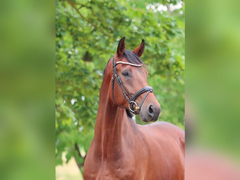 Hanoverian Gelding 6 years 17 hh Brown in B&#xF6;rrstadt