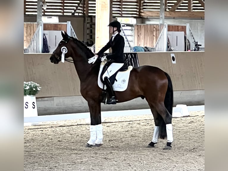 Hanoverian Gelding 6 years 17 hh Brown in B&#xF6;rrstadt